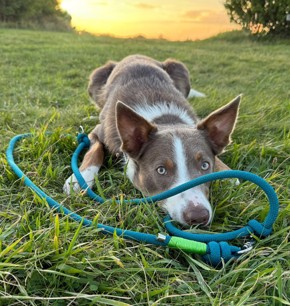 Leads