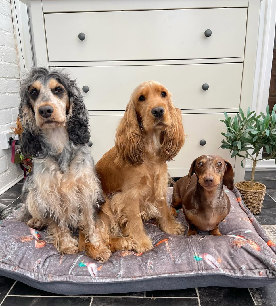 Doggy Duvet Covers