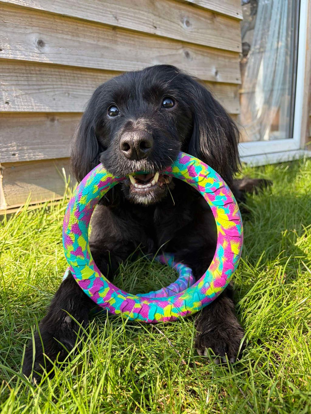 EVA Floating Dog Ring Toy – Soft Durable Dog Fetch Toy for Water & Outdoor Play