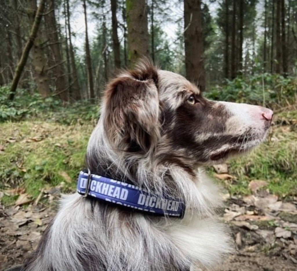 Fabric Dog Collar - Collars With Attitude Collection