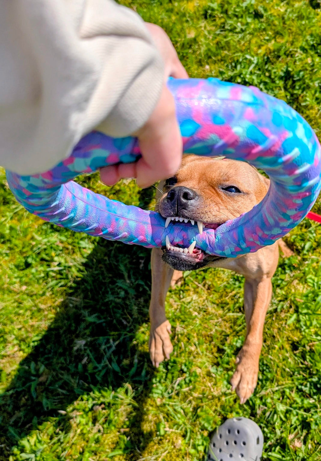 EVA Floating Dog Ring Toy – Soft Durable Dog Fetch Toy for Water & Outdoor Play