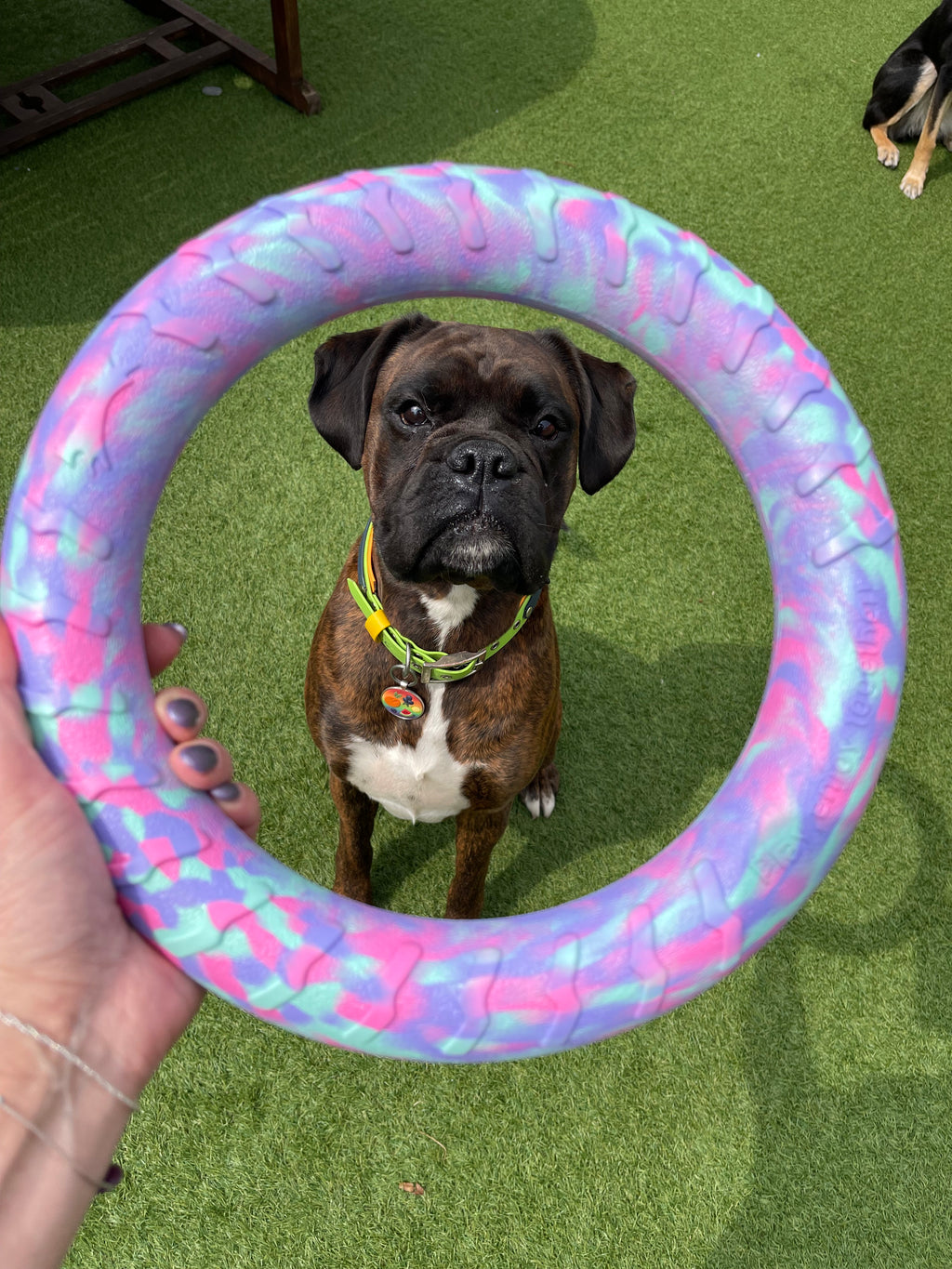 EVA Floating Dog Ring Toy – Soft Durable Dog Fetch Toy for Water & Outdoor Play